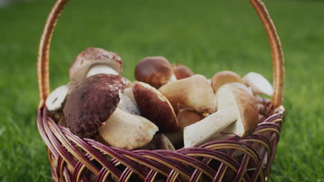 Basket-with-appetizing-wild-mushrooms-lie-in-a-wicker-basket