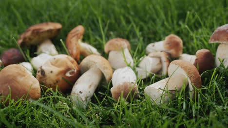 Row-of-appetizing-forest-mushrooms-lies-on-green-grass