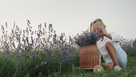 A-boy-sits-by-a-wooden-basket-with-lavender-in-a-lavender-field