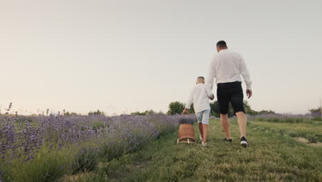 Father-with-hay-walking-together-in-lavender-field,-back-view