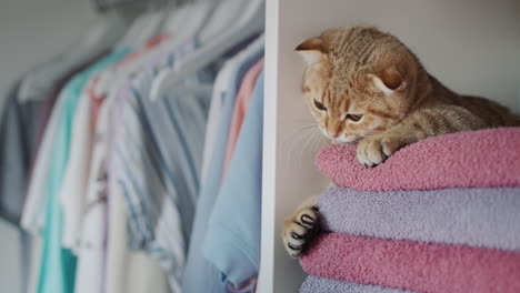 Der-Besitzer-Spielt-Mit-Einer-Rotbraunen-Katze,-Die-Auf-Einem-Regal-Mit-Handtüchern-Im-Schrank-Liegt.