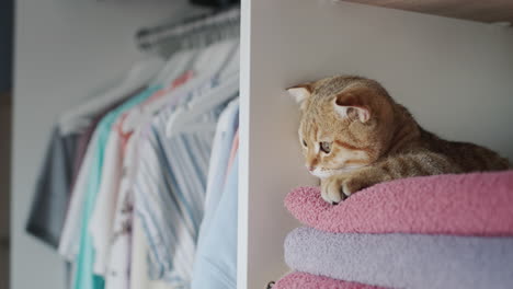 The-ginger-cat-lies-on-towels-in-the-dressing-room.-Tenderness-and-freshness-concept