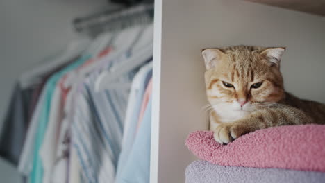 The-ginger-cat-lies-on-towels-in-the-dressing-room.-Tenderness-and-freshness-concept