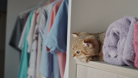 Cute-cat-lies-on-towels-in-the-dressing-room.-Tenderness-and-freshness-concept