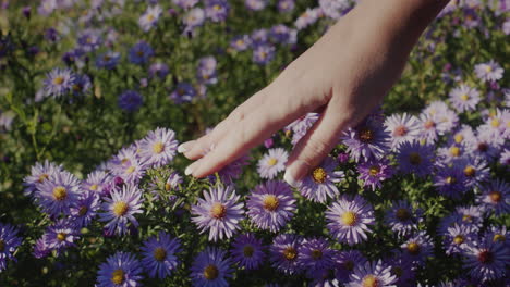 A-woman's-hand-touches-a-delicate-flower.-Freshness-and-naturalness-concept