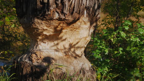 Thick-tree-by-the-river.-A-beaver-chewed-a-tree-trunk-along-the-perimeter-for-the-construction-of-a-dam