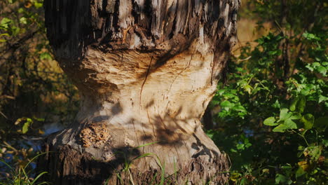 Tree-trunk-damaged-by-river-beaver.-A-beaver-chewed-a-tree-to-build-a-dam
