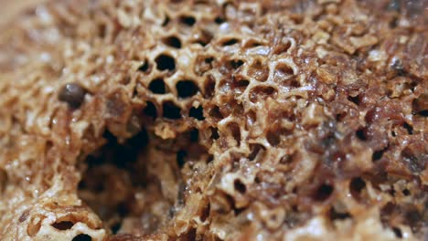 Detail-shot-of-honey-comb-on-table