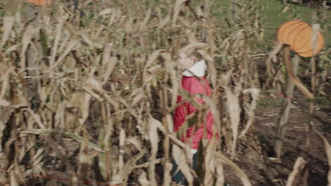 A-child-walks-in-a-maze-of-corn.-Entertainment-at-the-Halloween-Fair