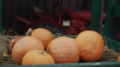Several-large-pumpkins-on-the-counter.-Agricultural-machinery-in-the-background