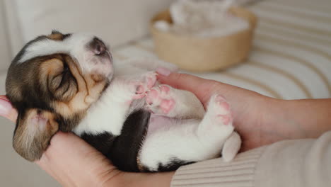 Pet-owner-is-holding-a-newborn-pet---a-small-beagle-puppy.