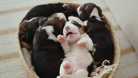 Varios-Lindos-Cachorros-Beagle-Recién-Nacidos-Duermen-En-Una-Canasta