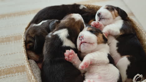 Varios-Cachorros-Beagle-Recién-Nacidos-Duermen-En-Una-Canasta