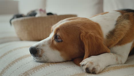 Side-view:-A-female-beagle-lies-next-to-a-basket-of-puppies.