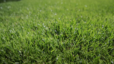 Raindrops-fall-on-a-neat-green-lawn.
