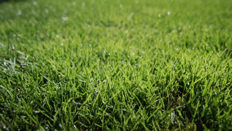 Dew-droplets-condensed-on-the-green-grass.-Freshness-and-purity-concept
