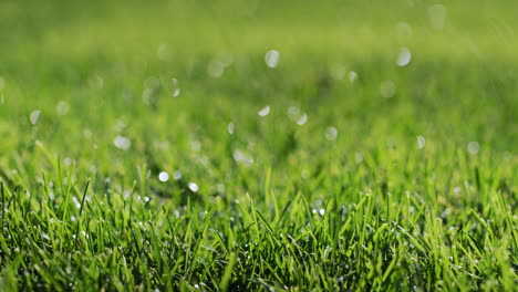 Raindrops-fall-on-a-neat-green-lawn.-Static-shot-4k-video