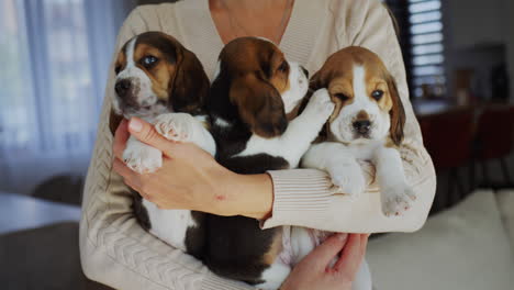 Der-Besitzer-Hält-Zwei-Süße-Beagle-Welpen