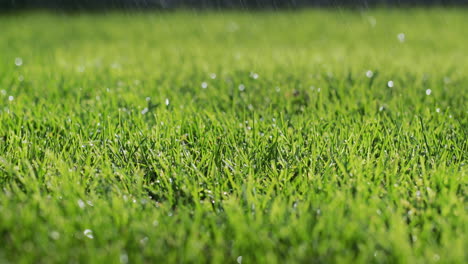 Raindrops-fall-on-a-neat-green-lawn.-Static-shot