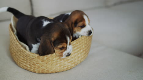 Süßes-Paar-Beagle-Welpen-In-Einem-Korb-Auf-Der-Couch