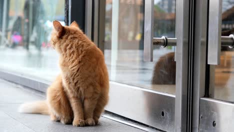Red-cat-looking-around-outdoor