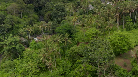 Close-up-aerial-view-of-tropical-residential-homes-hiding-in-the-dense-jungle-in-Bali