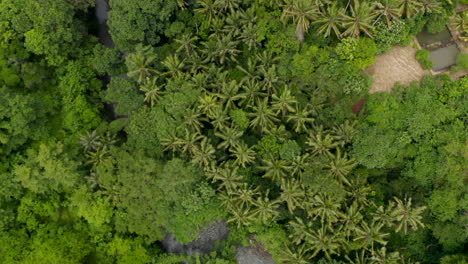 Ascending-top-down-overhead-birds-eye-aerial-view-of-a-thick-canopy-tree-cover-in-a-tropical-rainforest-with-a-fast-jungle-river-running-beneath