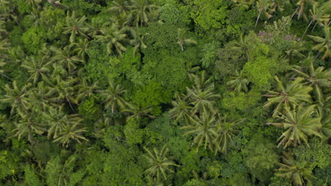 Tilting-into-overhead-aerial-view-of-the-thick-lush-green-treetops-in-the-canopies-of-rainforest-in-Bali