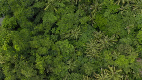 Slow-ascending-top-down-overhead-aerial-view-of-lush-green-canopies-of-tropical-trees-in-the-rainforest