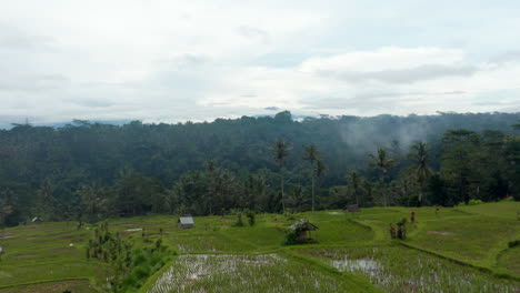 Low-flying-aerial-dolly-shot-over-the-irrigated-rice-fields-with-small-houses-and-thick-rainforest-in-the-background