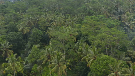 Aerial-view-of-a-small-hidden-rural-village-surrounded-by-a-thick-tropical-jungle-vegetation-in-Bali