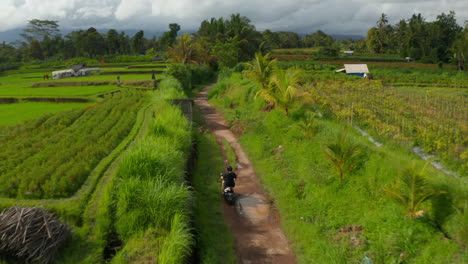 Man-on-motorcycle-driving-through-rural-tropical-countryside-with-rice-fields-and-palm-trees-in-Bali,-Indonesia.-Tourist-exploring-Asian-countryside