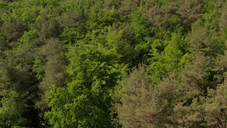 AERIAL:-Slow-Establishing-Shot-of-Rich-Green-Forest-Tree-Tops-in-Germany-European-Woods-in-Beautiful-Green-Color