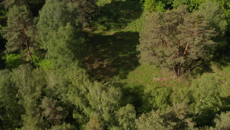 AERIAL:-Slow-Establishing-Shot-into-Rich-Green-Forest-Tree-Tops-in-Germany-European-Woods-in-Beautiful-Green-Color-Tones