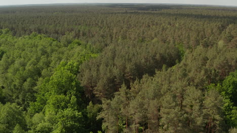 Luftaufnahme:-Langsame-Einfahraufnahme-In-Sattgrüne-Waldwipfel-In-Deutschland-Europäische-Wälder-In-Wunderschönen-Grünen-Farbtönen