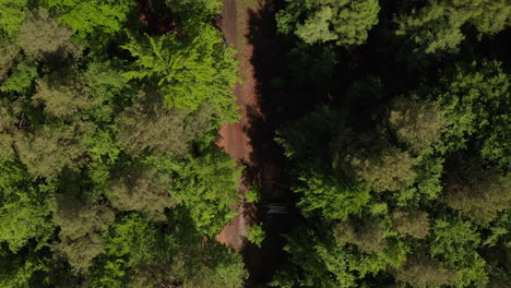 AERIAL:-Slow-Overhead-Top-Down-Drone-Shot-of-Dirt-Trail-in-Rich-Green-Forest-in-Germany-European-Woods-in-Beautiful-Green-Color-Tones