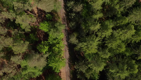 Overhead-Drone-Top-Down-View-of-a-Dirt-Trail-Path-in-Rich-Green-Forest-in-Summer