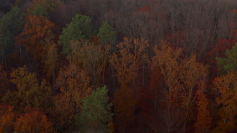 Schöne-Herbstwaldnatur-In-Leuchtend-Orangen,-Roten-Und-Grünen-Herbstfarben,-Luftvogelperspektive-Von-Oben-Hoher-Winkel