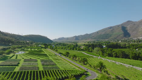 Vuela-Sobre-El-Complejo-Agrícola-De-Jardines-Y-Campos.-Exuberante-Vegetación-Verde-Dispuesta-En-Formas-Geométricas.-Sudáfrica