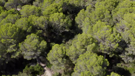 Luftaufnahme:-über-Grünem-Dschungelwald-Auf-Der-Insel-Mallorca-Sonniges-Wetter,-Sonnenschein